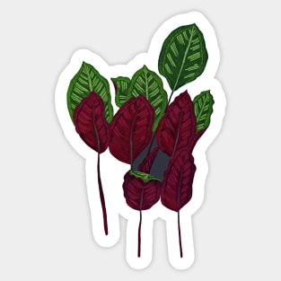 Calathea houseplant - Midnight Sticker